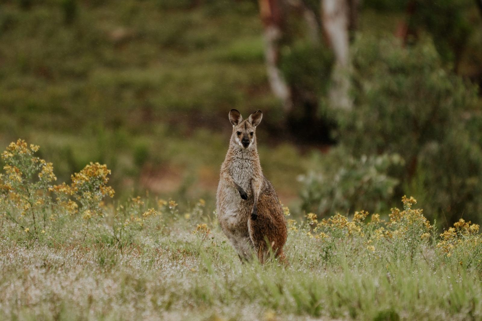 A kangaroo grazing in the golden grass near the tents